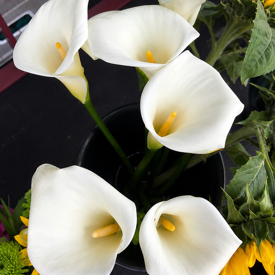 White calla lilies with yellow centers