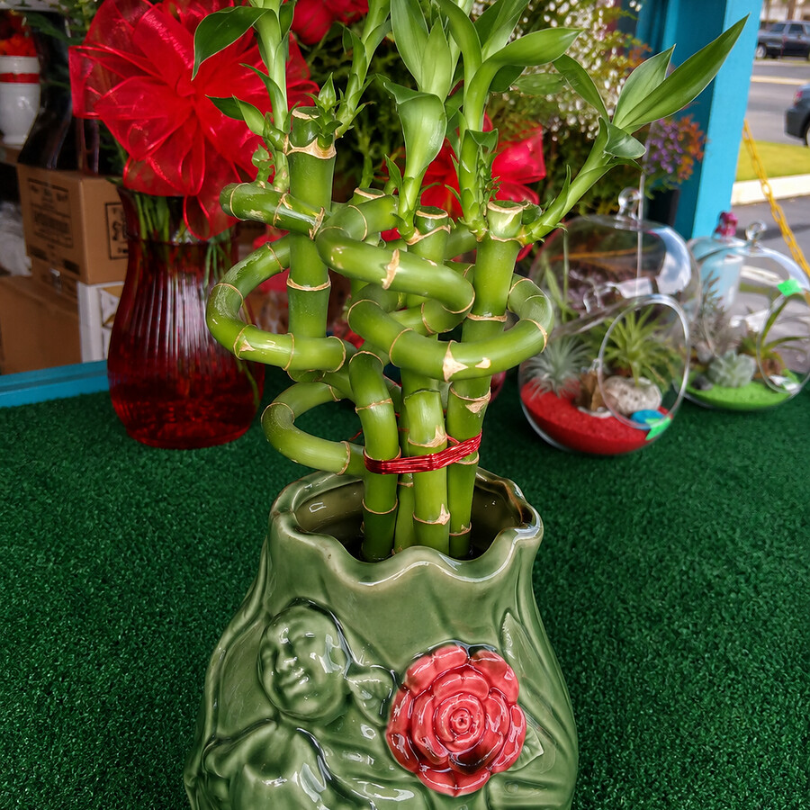 Braided lucky bamboo in a ceramic pot