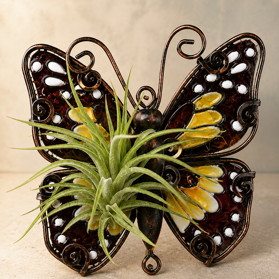 Decorative metal butterfly holding an air plant