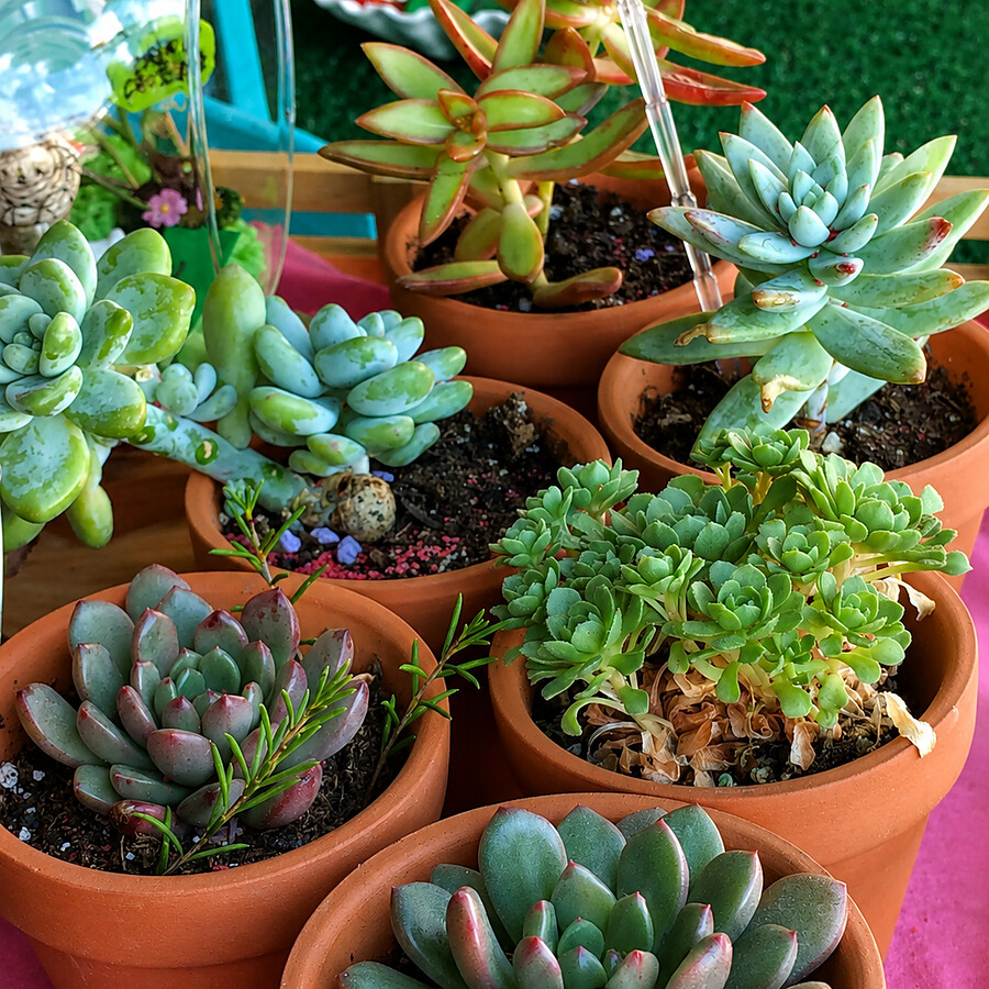 Assorted potted succulents in terracotta pots